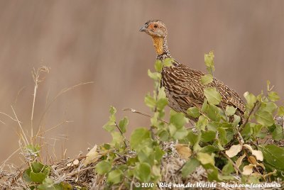 Yellow-Necked SpurfowlFrancolinus leucoscepus