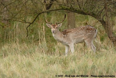 Fallow DeerDama dama