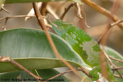 West Usambara Blade-Horned ChameleonKinyongia multituberculata