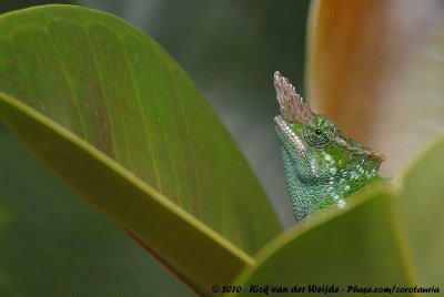 West Usambara Blade-Horned ChameleonKinyongia multituberculata