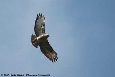 Mountain BuzzardButeo oreophilus