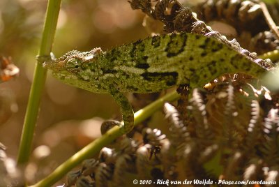 West Usambara Blade-Horned ChameleonKinyongia multituberculata