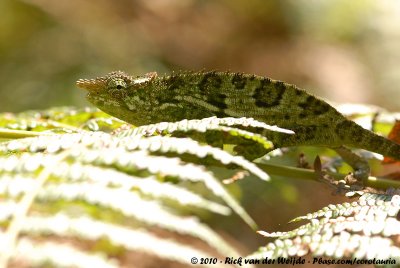 West Usambara Blade-Horned ChameleonKinyongia multituberculata