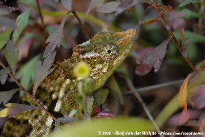 West Usambara Blade-Horned ChameleonKinyongia multituberculata