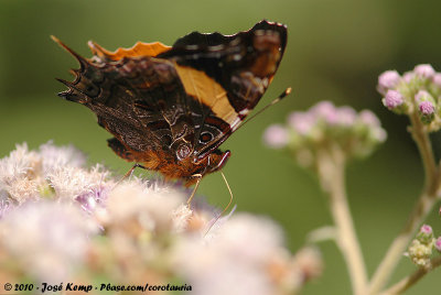 Long-Tailed Admiral  (Antanartia schaeneia)