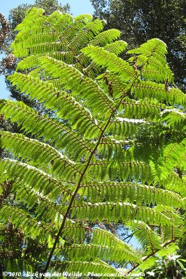 Incredible hugh ferns