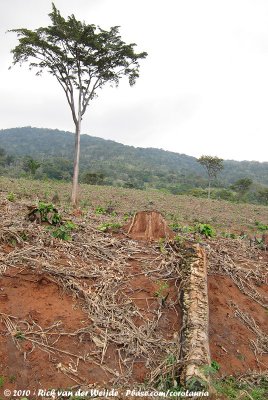 Deforestation is still going on in the East Usambaras