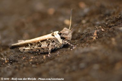 Unknown GrasshopperAcrotylus spec.