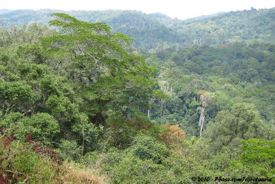 View over the forests of the East Usambaras