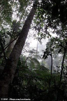 Rainforest at it's best... with rain!