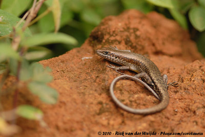 Speckle-Lipped SkinkTrachylepis maculilabris