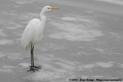 Great EgretArdea alba alba