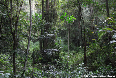 Rainforest in the East Usambaras