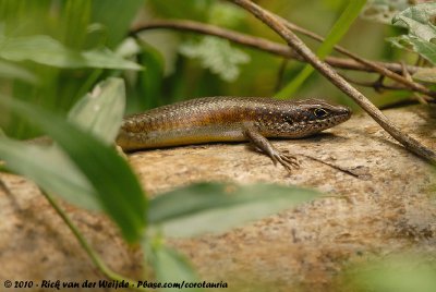 Speckle-Lipped SkinkTrachylepis maculilabris