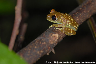 Uluguru Tree FrogLeptopelis uluguruensis