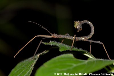 (Stick Insect)Xylica oedematosa