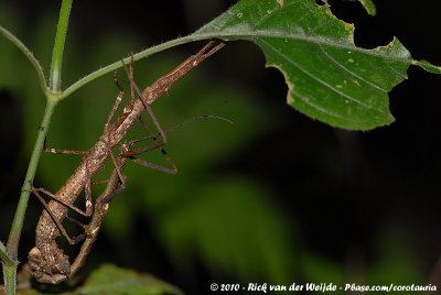 (Stick Insect)Xylica oedematosa