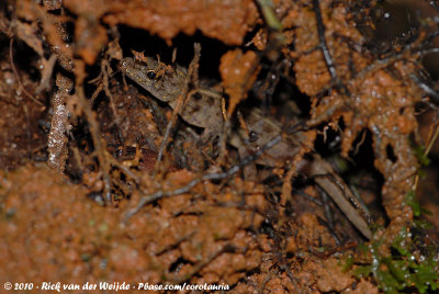 Usambara Forest Gecko  (Usambaragekko)