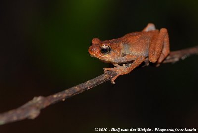 Tornier's Forest ToadNectophrynoides tornieri
