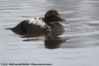 Common EiderSomateria mollissima mollissima