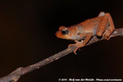 Tornier's Forest ToadNectophrynoides tornieri