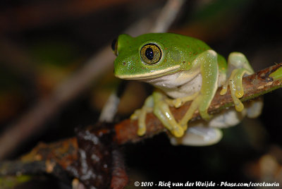 African Tree Frogs and allies  (Afrikaanse Boomkikkers en verwanten)