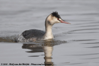 Great Crested GrebePodiceps cristatus cristatus