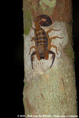Rusty Thick-Tailed ScorpionBabycurus jacksoni