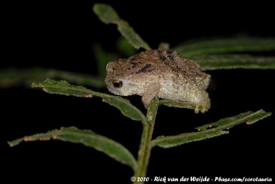 Krefft's Warty FrogCallulina kreffti