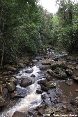 A forest stream in Amani