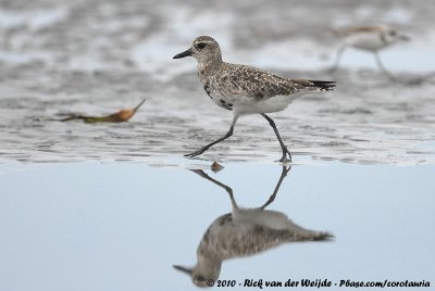 Grey PloverPluvialis squatarola squatarola