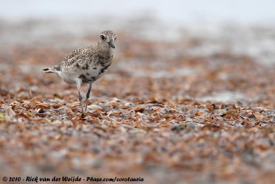 Grey PloverPluvialis squatarola squatarola