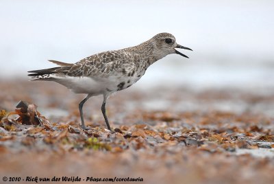 Grey PloverPluvialis squatarola squatarola