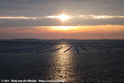 Sunrise at the mussel cultivations