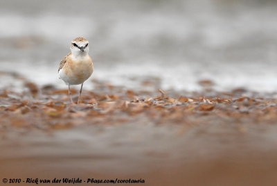 White-Fronted Plover<br><i>Anarhynchus marginatus mechowi</i>