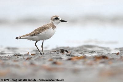 Greater Sand PloverAnarhynchus leschenaultii scythicus