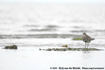 Grey PloverPluvialis squatarola squatarola