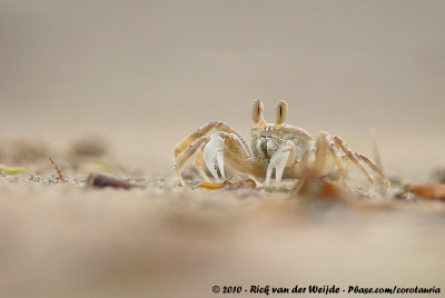 Horn-Eyed Ghost Crab  (Gehoornde Spookkrab)