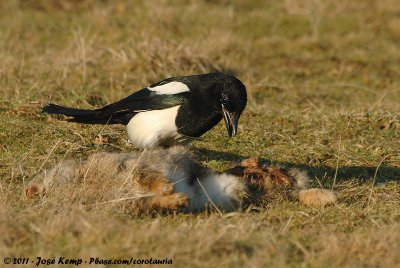 Eurasian Magpie<br><i>Pica pica pica</i>