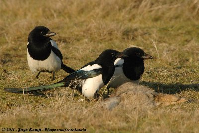 Eurasian MagpiePica pica pica