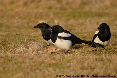 Eurasian MagpiePica pica pica