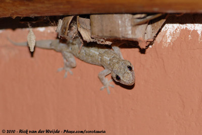 Moreau's Tropical House Gecko  (Afrikaanse Huisgekko)