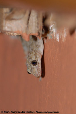 Moreau's Tropical House GeckoHemidactylus mabouia
