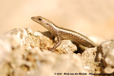 East-African Snake-Eyed SkinkCryptoblepharus africanus