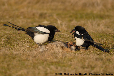 Eurasian MagpiePica pica pica