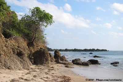 Tanzanian Coast with some mangroves in the background