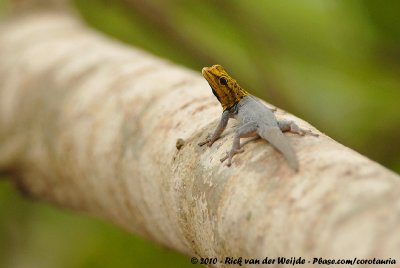 Painted Dwarf Gecko  (Geelkopdaggekko)