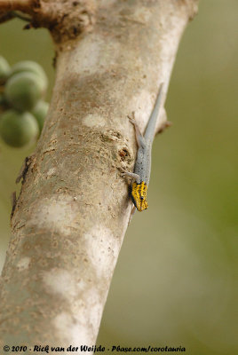 Yellow-Headed Dwarf GeckoLygodactylus picturatus picturatus