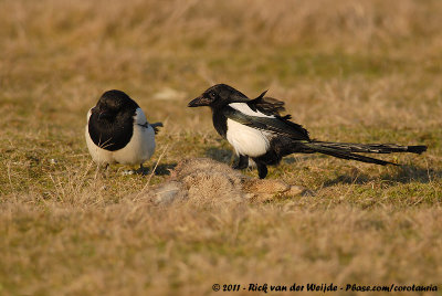 Eurasian MagpiePica pica pica