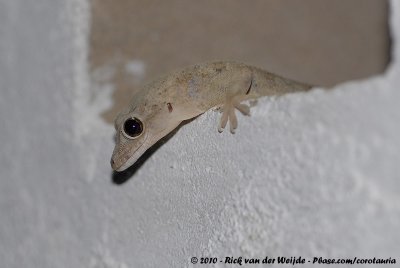 Moreau's Tropical House GeckoHemidactylus mabouia